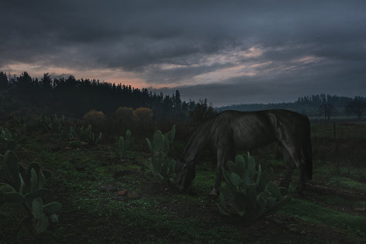 Caballo y nopales